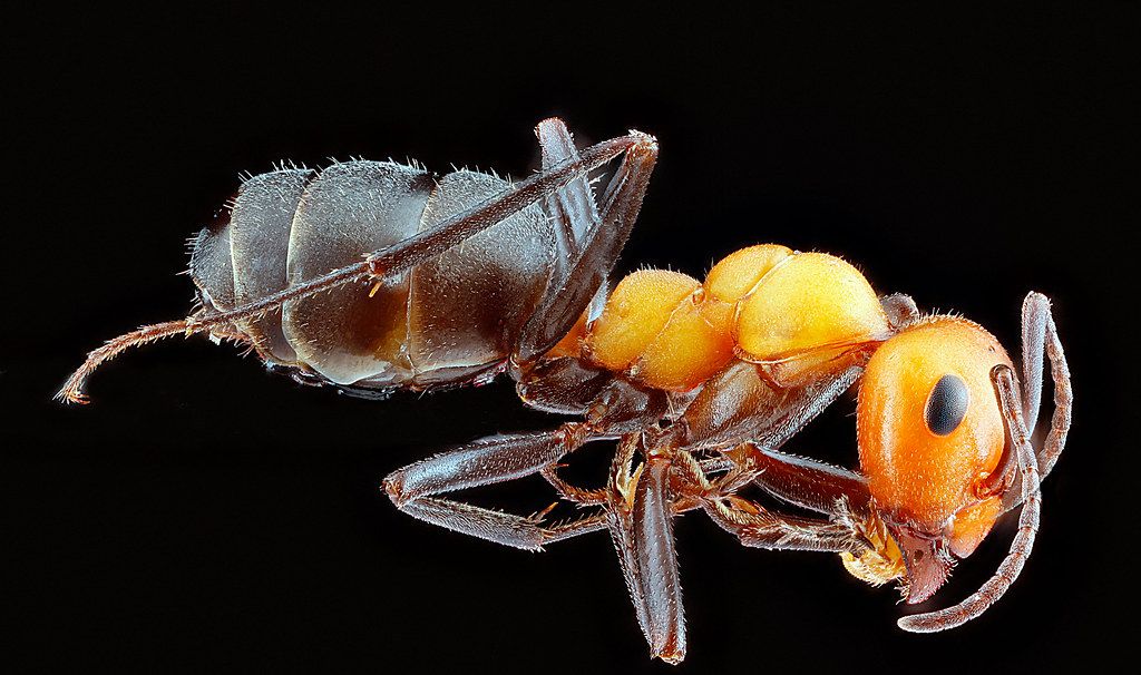 Ant Control service in Euclid, OH