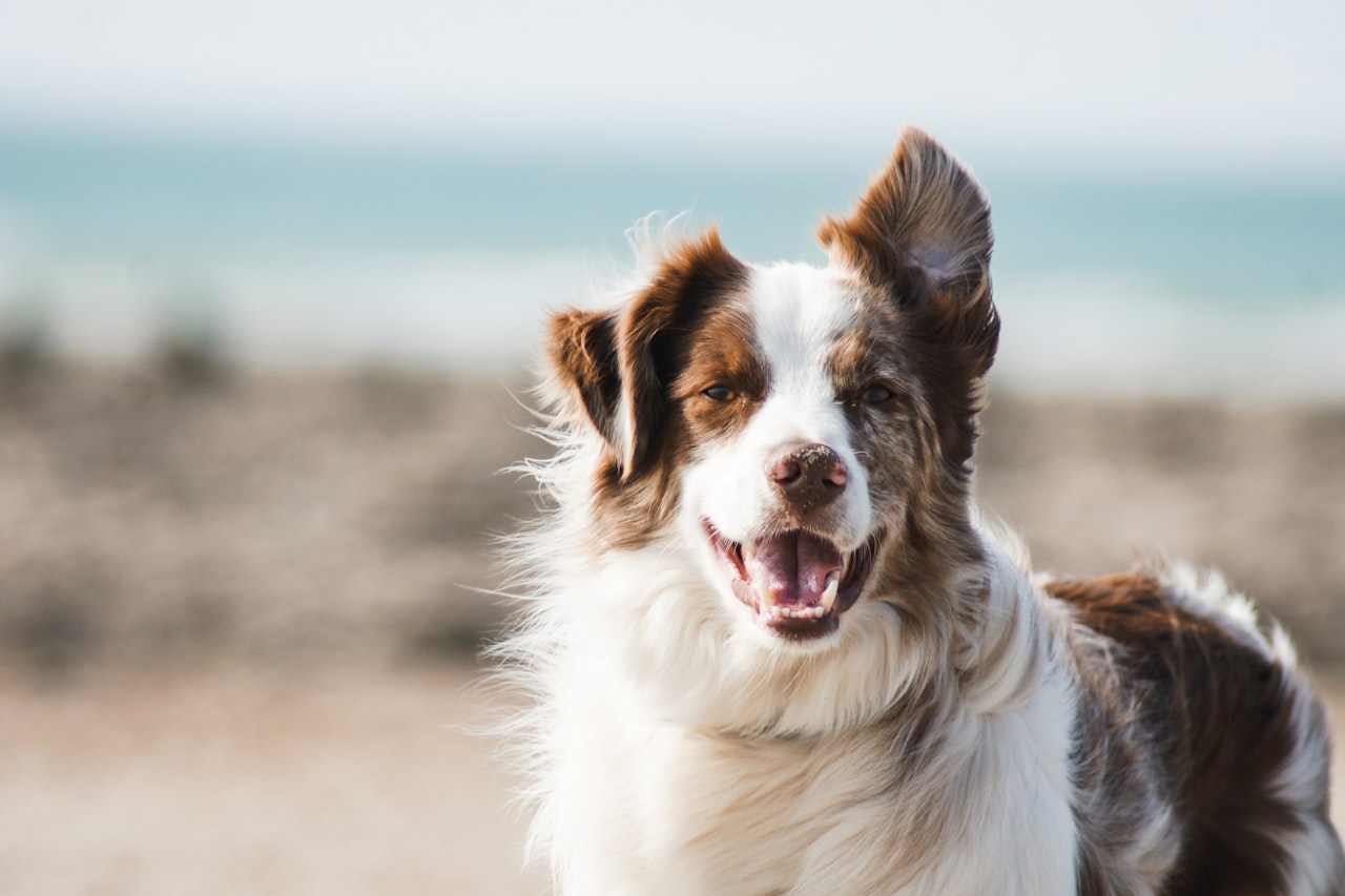 Flea & Tick Control service in Euclid, OH
