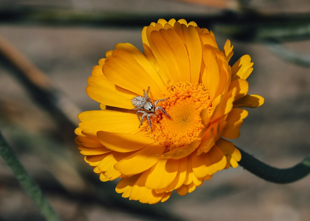Spider Control service in Euclid, OH